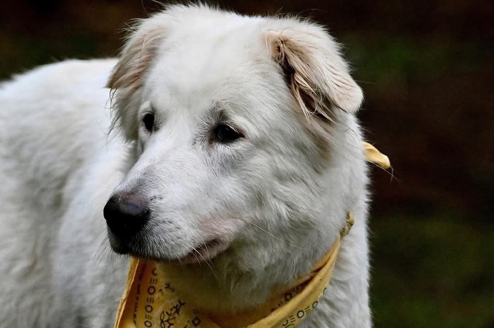 Cane bianco abbandonato