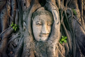 Albero con viso scolpito tra i rami