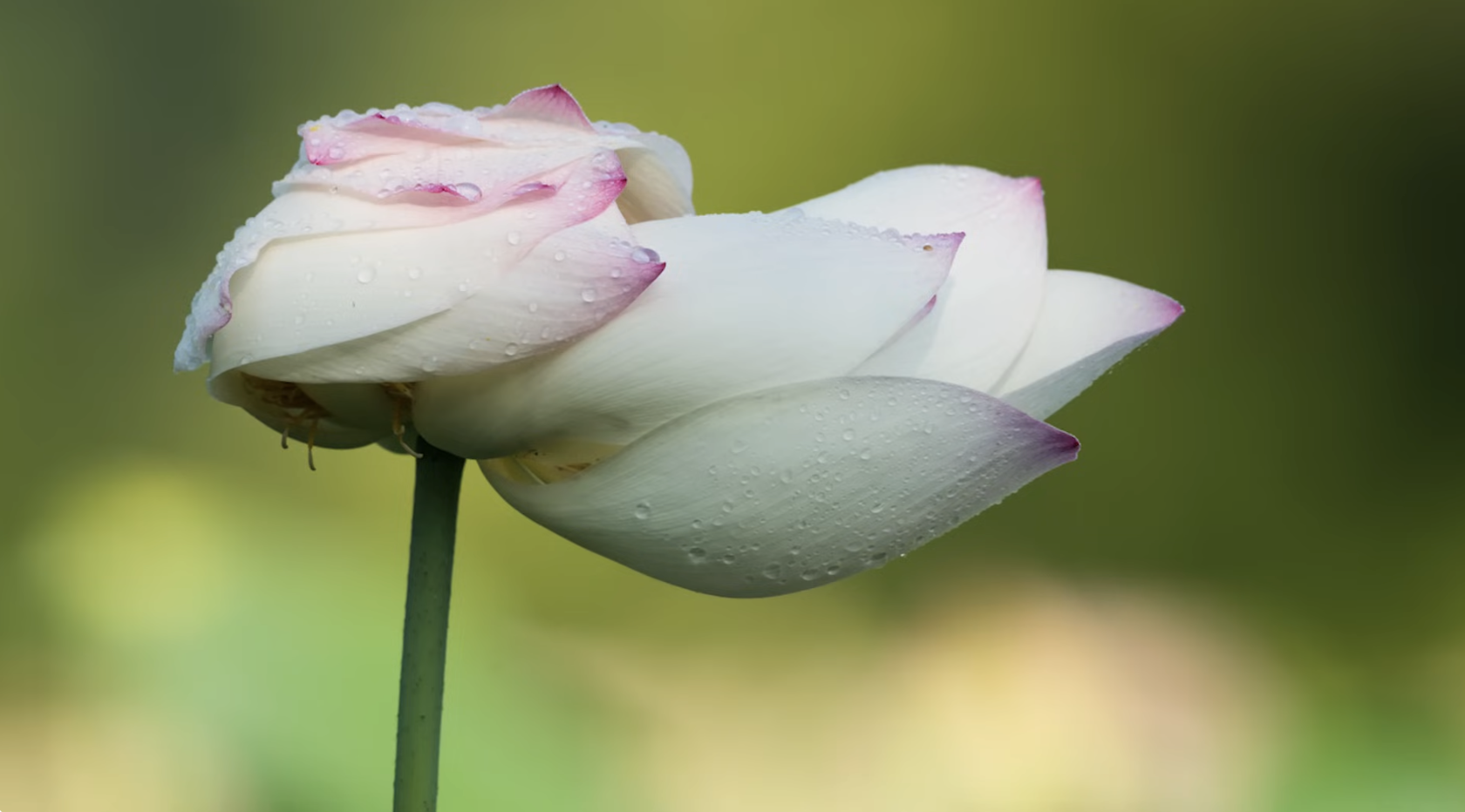 Fiore bianco