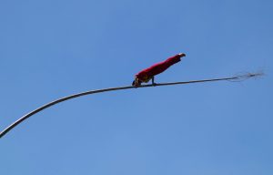 Equilibrista su una pertica