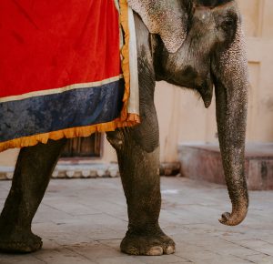 Elefante di Jaipur