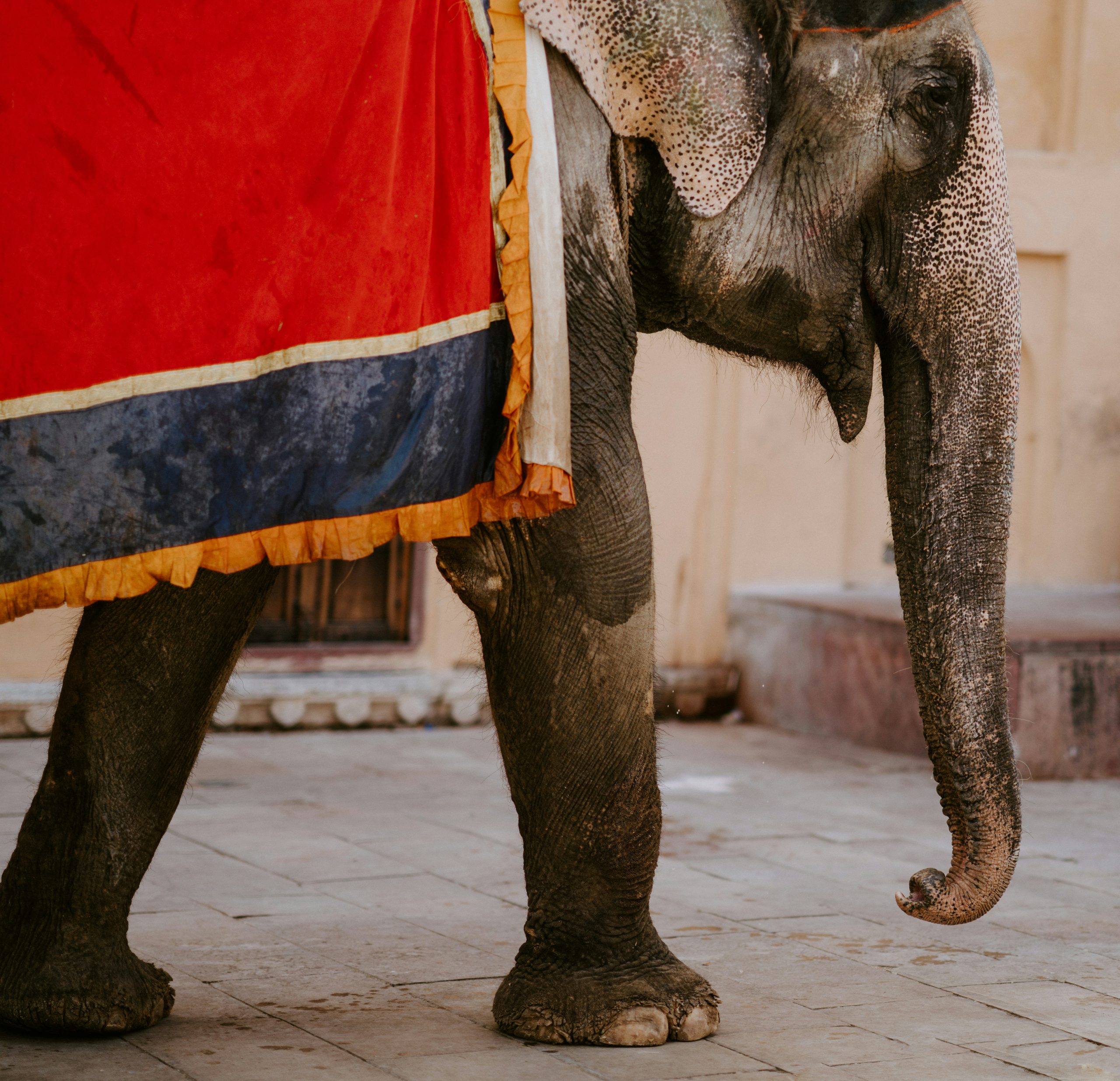 Elefante di Jaipur