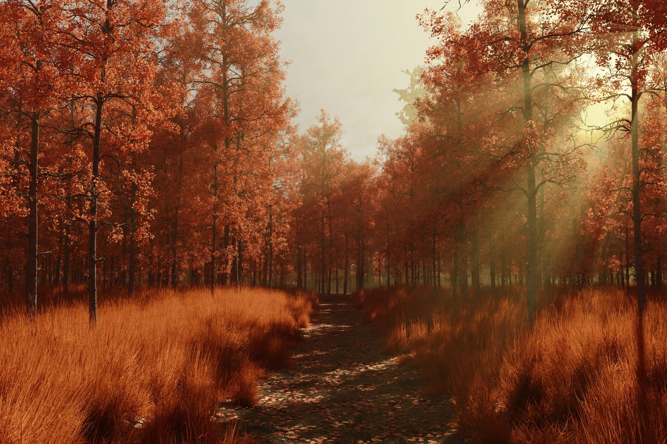Sentiero in mezzo agli alberi